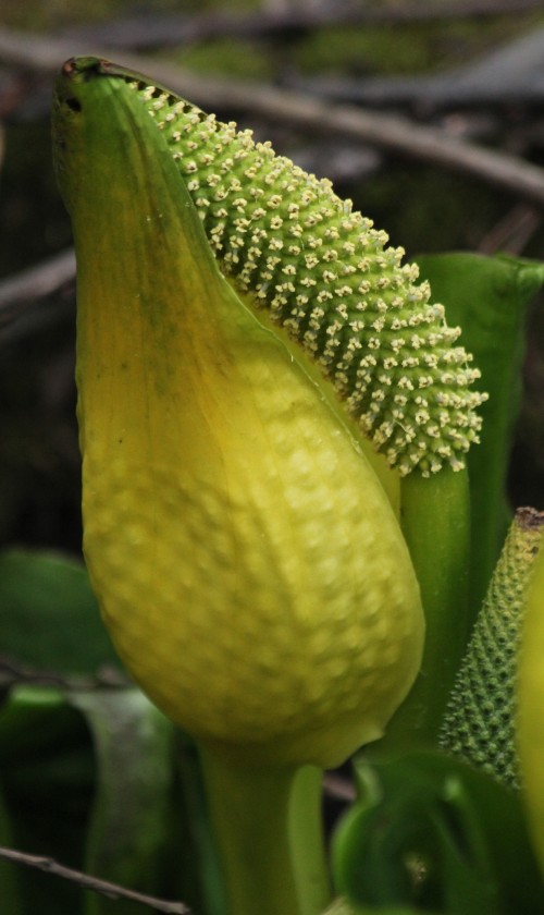 Skunk Cabbage